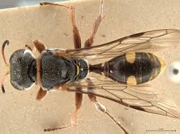 Attēlu rezultāti vaicājumam “Crabronidae”