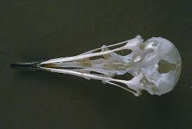 Image result for Cursorius cursor