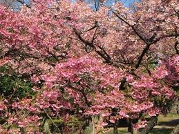 Image result for 緋寒桜