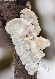 Attēlu rezultāti vaicājumam “Plicatura nivea”