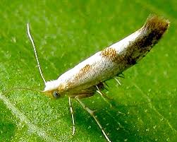 Attēlu rezultāti vaicājumam “Argyresthia pruniella”