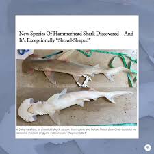 Image result for Sphyrna