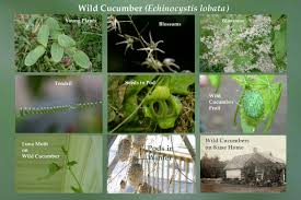 Attēlu rezultāti vaicājumam “Echinocystis lobata fruit”