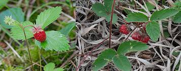 Attēlu rezultāti vaicājumam “Fragaria vesca fruit”
