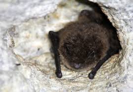 Attēlu rezultāti vaicājumam “Myotis daubentonii”