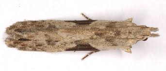 Attēlu rezultāti vaicājumam “Hypatima rhomboidella”