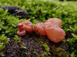 Attēlu rezultāti vaicājumam “Craterocolla cerasi”