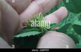 Attēlu rezultāti vaicājumam “Diplolepis bicolor”