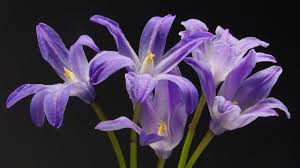 Attēlu rezultāti vaicājumam “Scilla luciliae”