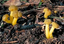 Attēlu rezultāti vaicājumam “Leotia lubrica”