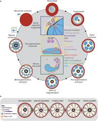 Attēlu rezultāti vaicājumam “Enteridium variabile plasmodium”