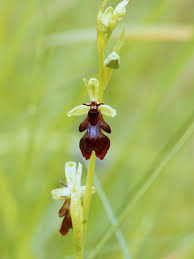 Attēlu rezultāti vaicājumam “Ophrys insectifera leaf”