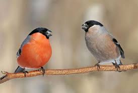 Attēlu rezultāti vaicājumam “Pyrrhula pyrrhula female”