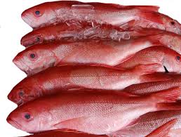 Image result for Rhomboplites aurorubens