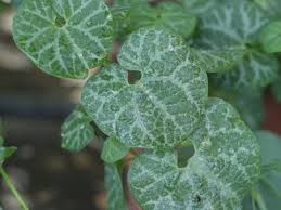 Attēlu rezultāti vaicājumam “Trichia erecta stalked”