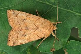 Attēlu rezultāti vaicājumam “Enargia paleacea”