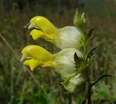 Attēlu rezultāti vaicājumam “Rhinanthus serotinus”