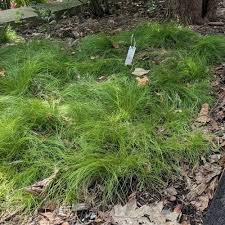 Attēlu rezultāti vaicājumam “Carex loliacea leaf”