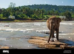 Image result for pinawella