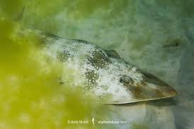 Image result for Pseudobatos lentiginosus