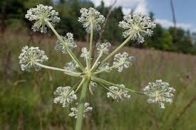 Attēlu rezultāti vaicājumam “Laserpitium prutenicum”