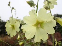 Image result for Alcea rugosa