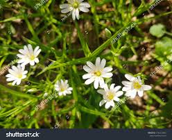 Attēlu rezultāti vaicājumam “Stellaria palustris leaf”