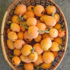 Attēlu rezultāti vaicājumam “Linaria loeselii fruit”