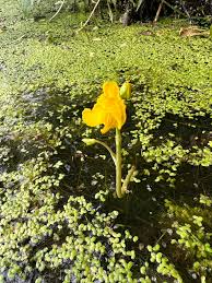 Attēlu rezultāti vaicājumam “Utricularia vulgaris”