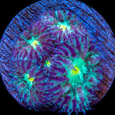 Attēlu rezultāti vaicājumam “Jalla dumosa imago”