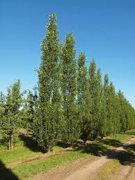 Attēlu rezultāti vaicājumam “Populus nigra”