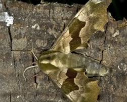 Attēlu rezultāti vaicājumam “Mimas tiliae”