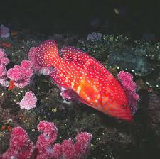 Image result for Pachymetopon grande