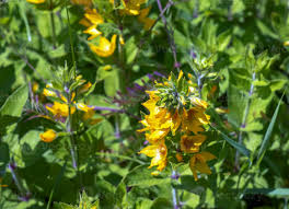 Attēlu rezultāti vaicājumam “Lysimachia punctata flower”