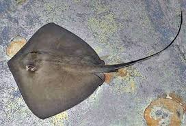 Image result for Hypanus americanus