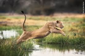 Attēlu rezultāti vaicājumam “Metatrichia floriformis stalked”