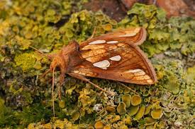 Attēlu rezultāti vaicājumam “Plusia festucae”