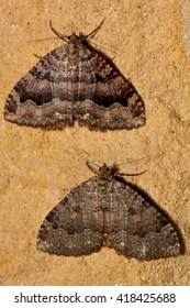 Attēlu rezultāti vaicājumam “Triphosa dubitata”