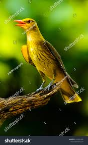 Attēlu rezultāti vaicājumam “Oriolus oriolus female”