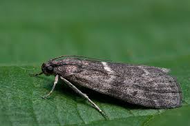 Attēlu rezultāti vaicājumam “Apomyelois bistriatella”