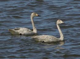 Attēlu rezultāti vaicājumam “Cygnus columbianus”