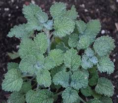 Image result for Marrubium vulgare