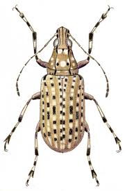 Attēlu rezultāti vaicājumam “Anthribidae”