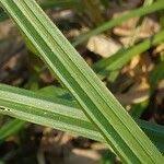 Attēlu rezultāti vaicājumam “Carex pilosa leaf”