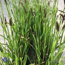 Attēlu rezultāti vaicājumam “Carex pilosa”