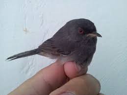 Image result for Sylvia sarda