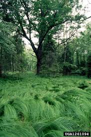 Attēlu rezultāti vaicājumam “Poa nemoralis fruit”