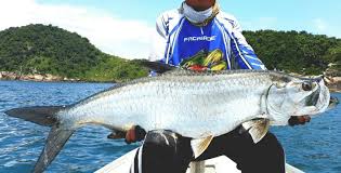 Image result for Megalops atlanticus