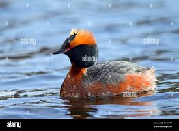 Image result for Podiceps auritus