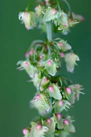 Attēlu rezultāti vaicājumam “Rumex obtusifolius flower”
